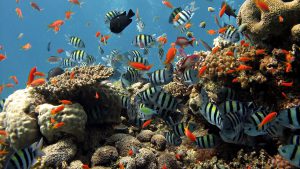 2013-09-15-135104_underwater-coral-reef-fish-bubbles-nature