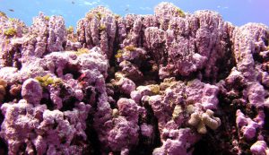 Coralline 2