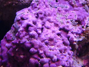 coralline