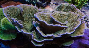 Bordi di crescita di una montipora foliosa 