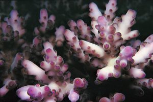 loripes