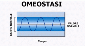 omeostasi1